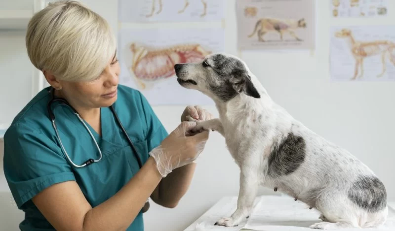 Discover Who Is the Best Veterinarian for Your Pet's Health in 2025