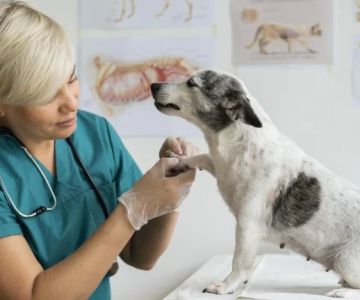 Discover Who Is the Best Veterinarian for Your Pet's Health in 2025