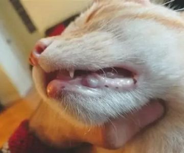 Cat Swollen Gums and Mouth Ulcers: Causes, Treatment, and When to See a Vet