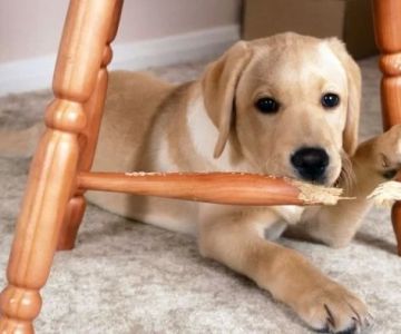 How to Stop Your Dog from Chewing on Furniture