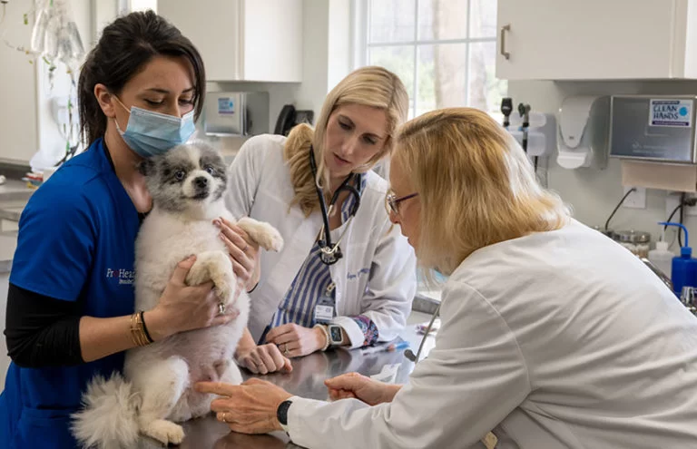 Who Owns Mission Veterinary Partners: Ownership, Insights, and Impact Explained