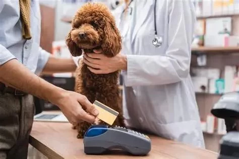How to Choose Veterinary Merchant Service Provider: A Detailed Guide for Your Practice