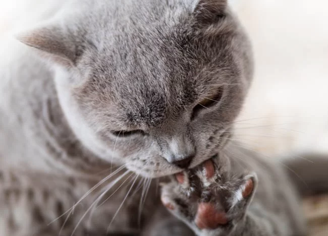 Cat Licking Paws Excessively: Causes, Concerns & Treatment Advice