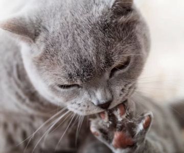 Cat Licking Paws Excessively: Causes, Concerns & Treatment Advice