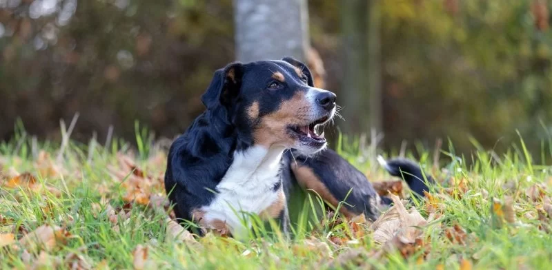 Dog Coughing with Wheezing Sound: Causes, Symptoms & Treatment