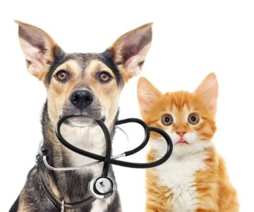 How to Choose a Veterinarian: Key Factors for Finding the Right Vet for Your Pet
