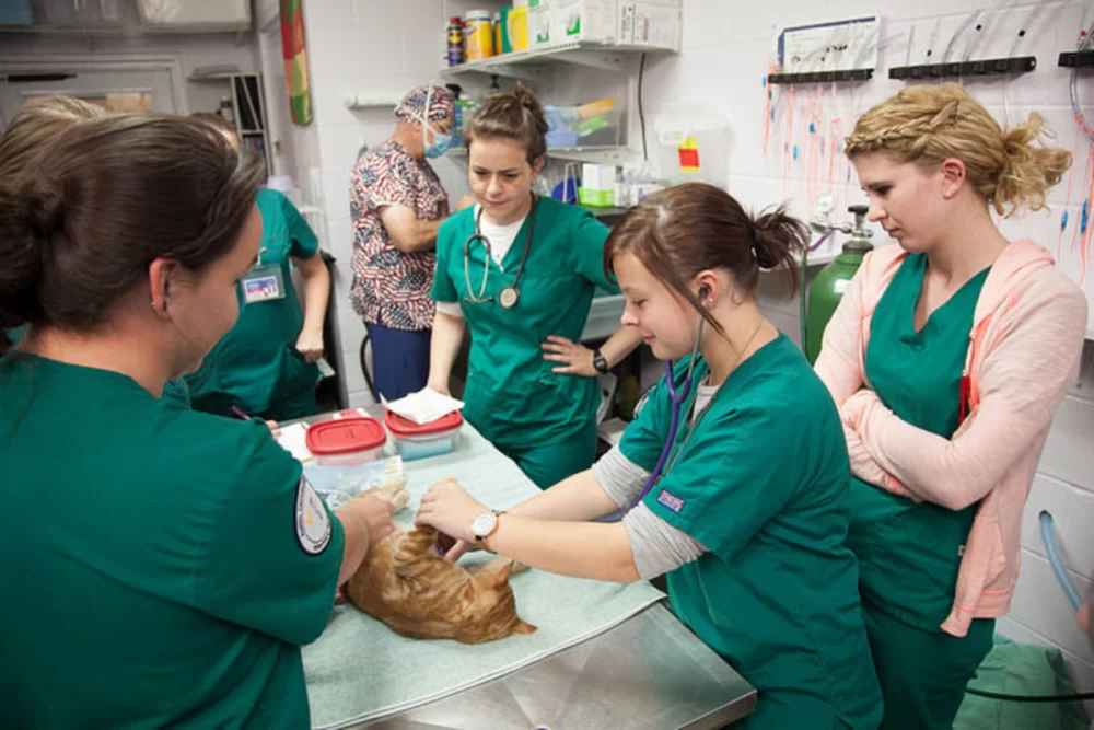 How to Get a Veterinary Technician License: A Complete Guide to Certification and Career