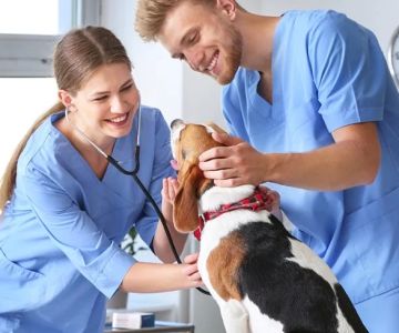 What Can Veterinary Assistants Legally Do? Roles, Limits, and Career Insights