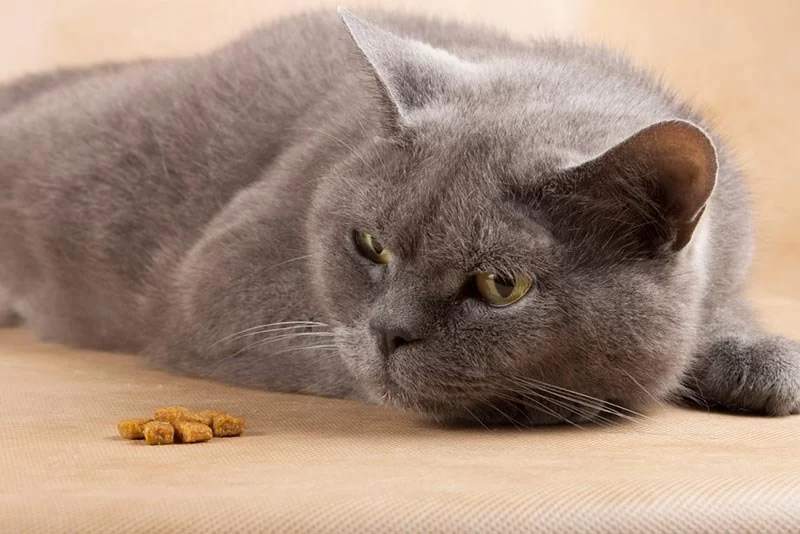 Cat Not Eating After Coming Back from the Vet? What You Should Know