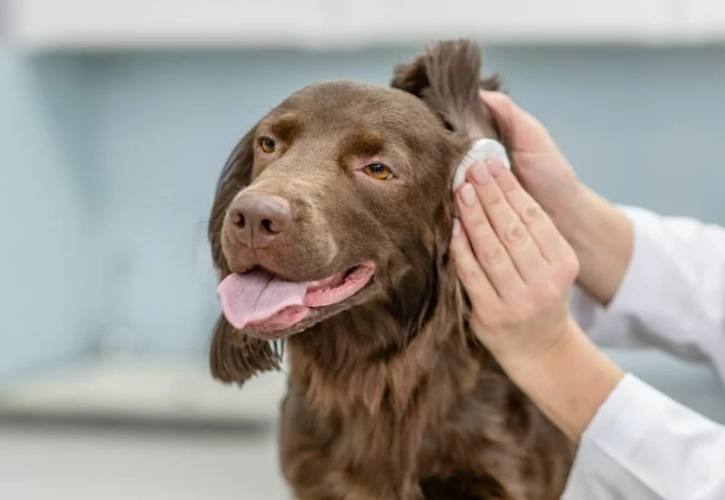 Dog Scratching Ears Excessively? Causes, Solutions, and When to See a Vet
