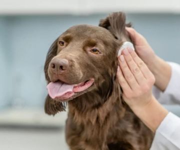Dog Scratching Ears Excessively? Causes, Solutions, and When to See a Vet