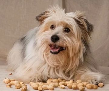 Can Dogs Eat Peanuts Roasted? Safe Snacking Tips Every Pet Owner Should Know