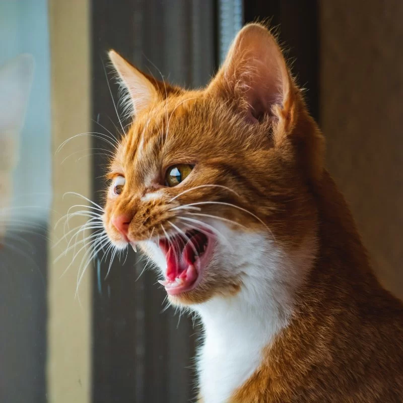 Why Do Cats Meow Excessively? Behavioral Insights and Expert Solutions
