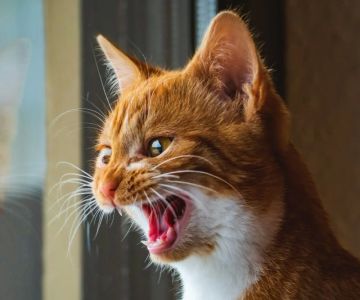 Why Do Cats Meow Excessively? Behavioral Insights and Expert Solutions