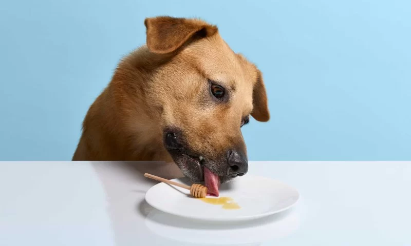 Can Dogs Eat Honey with Lemon? Safety, Benefits, and Vet Tips
