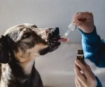 Holistic Veterinary Services: Are They Safe and Effective with Natural Remedies