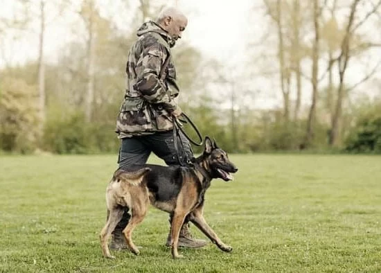 Training Your Rescue Dog: Building Trust and Good Behavior from Day One