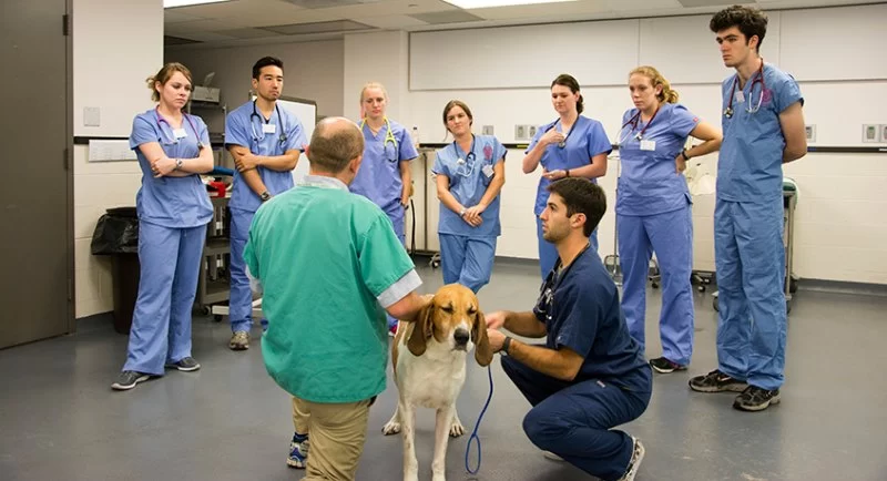 What Education Do You Need to Be a Veterinarian – Path to Vet School
