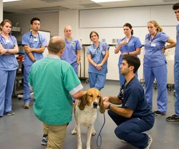 What Education Do You Need to Be a Veterinarian – Path to Vet School