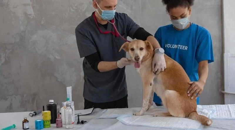 How Many Years to Become a Veterinary Surgeon: The Complete Path Explained