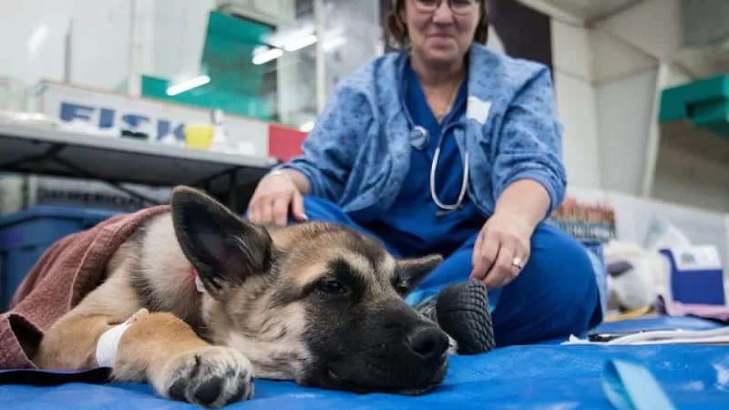 Which Country Is Best for Veterinary Study? A Comprehensive Global Comparison