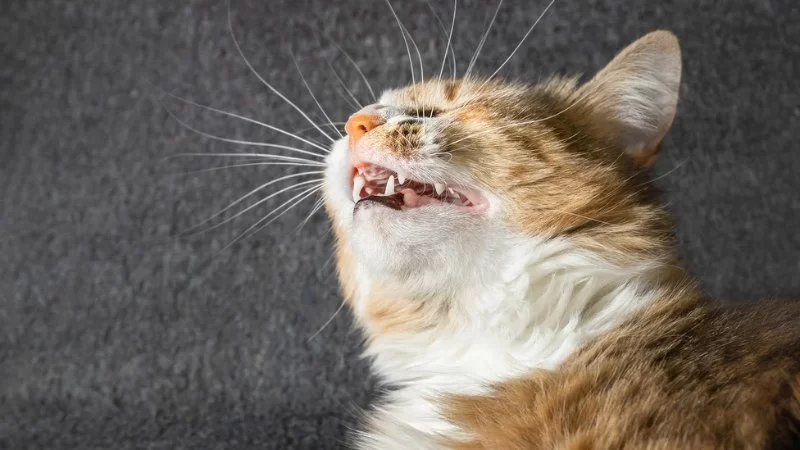 Why Is My Cat Coughing? Common Causes and When to Worry