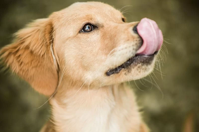 Why Is My Dog Licking Its Nose and Lips After Eating?