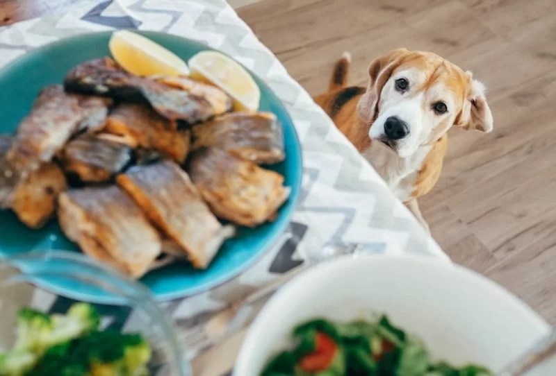 Can Dogs Eat Grilled Fish? A Safe Feeding Guide for Pet Owners