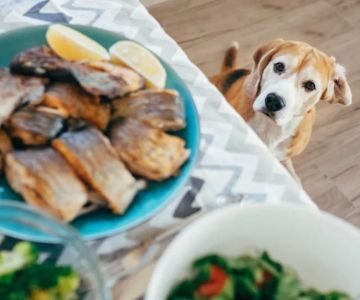 Can Dogs Eat Grilled Fish? A Safe Feeding Guide for Pet Owners