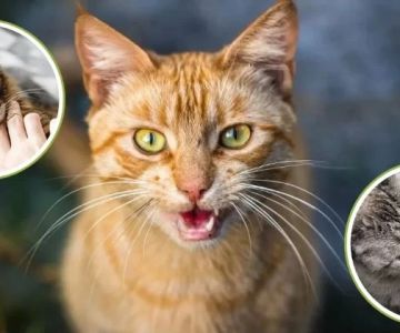 Why Is My Cat Biting or Licking One Specific Area? Causes and Solutions