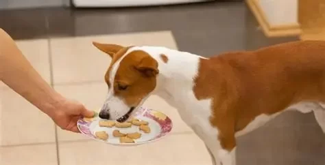 Can Dogs Eat Crackers? Risks, Benefits, and Safe Alternatives