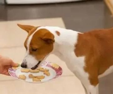 Can Dogs Eat Crackers? Risks, Benefits, and Safe Alternatives