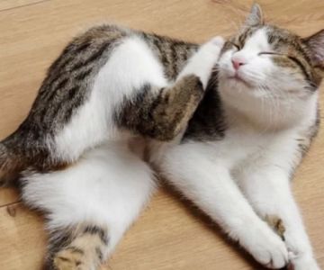 Cat Scratching Ears Excessively? Here’s What Might Be Going On