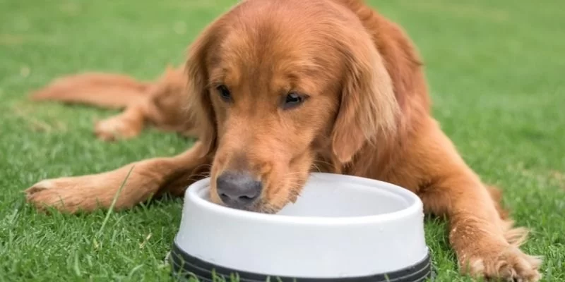 Dog Not Eating Food But Drinking Water? What It Could Mean