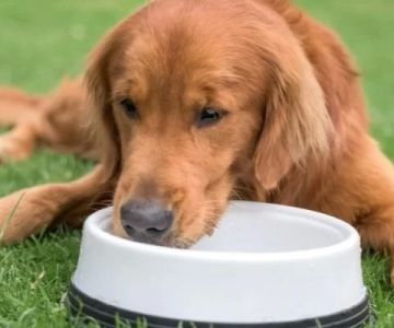 Dog Not Eating Food But Drinking Water? What It Could Mean