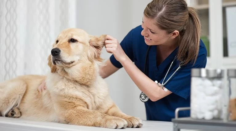 What Does Veterinarian Mean – The Real Definition and Life Behind the Word