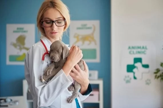 What Do You Call a Veterinarian? Understanding the Role and Importance of Animal Doctors
