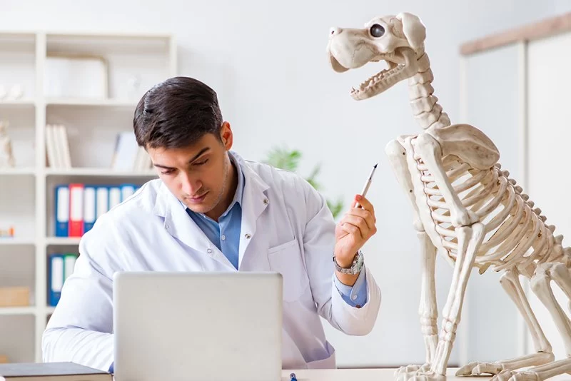 How Long Do You Have to Keep Veterinary Medical Records? Essential Guidelines and Best Practices