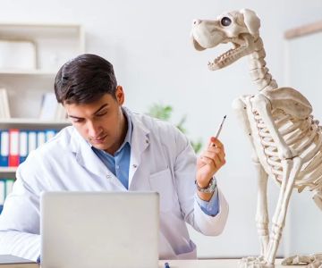 How Long Do You Have to Keep Veterinary Medical Records? Essential Guidelines and Best Practices