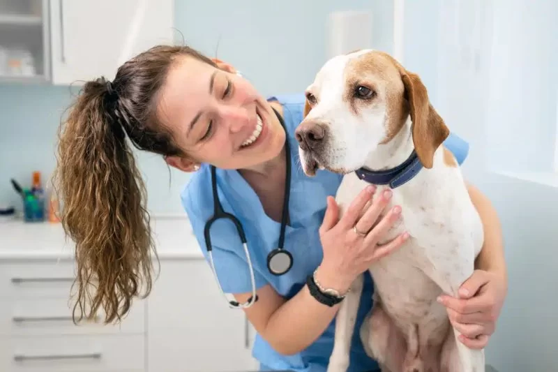 What Major Is Needed to Be a Veterinarian? Essential Guide to Pre-Veterinary Studies