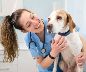What Major Is Needed to Be a Veterinarian? Essential Guide to Pre-Veterinary Studies