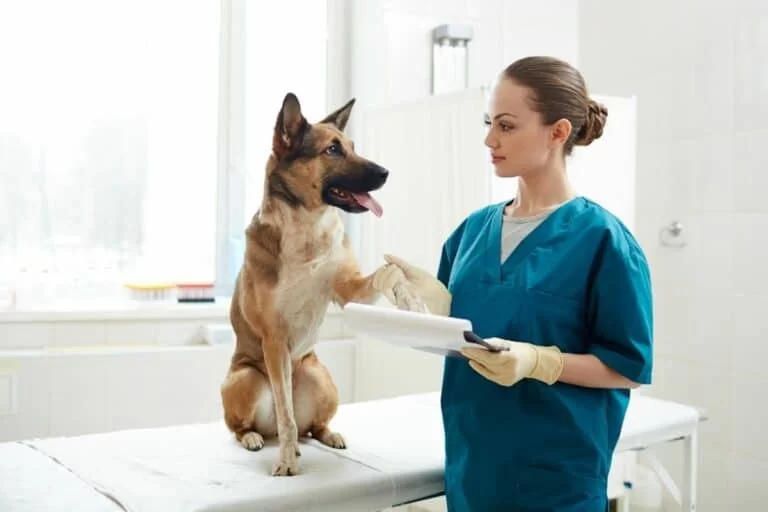 What Is a Veterinary Technician Salary? Insights and Factors Affecting Pay