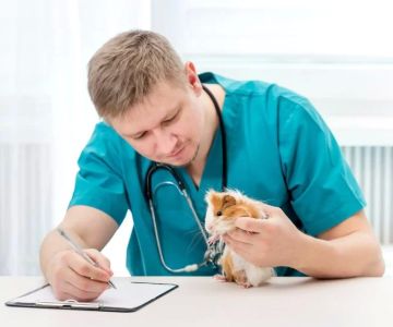 How to Buy a Veterinary Practice: A Step-by-Step Guide for Buyers