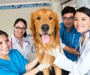 How Much Does a Veterinarian Make in Arizona? Salary Insights and Career Outlook