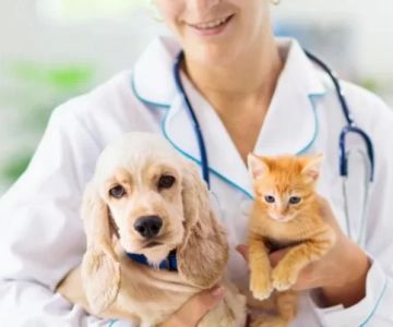 What Do You Need to Know to Be a Veterinarian? Essential Insights and Career Guide