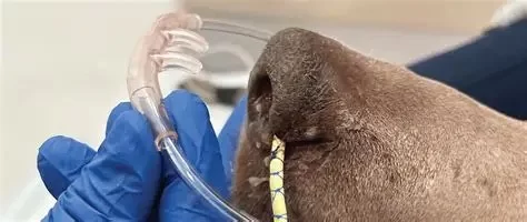 How to Use a Veterinary Ventilator: A Practical Guide for Animal Respiratory Support