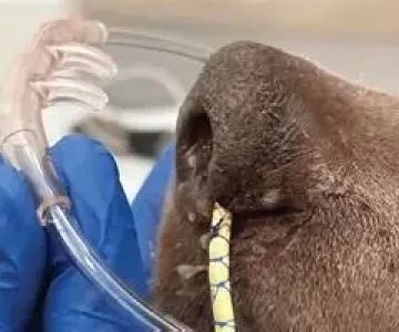 How to Use a Veterinary Ventilator: A Practical Guide for Animal Respiratory Support