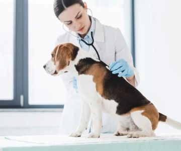 What Are the Job Requirements for a Veterinarian? Key Skills and Qualifications Explained