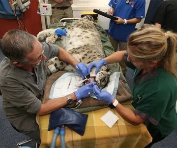 What Do You Call a Veterinarian? Understanding the Role of Animal Doctors