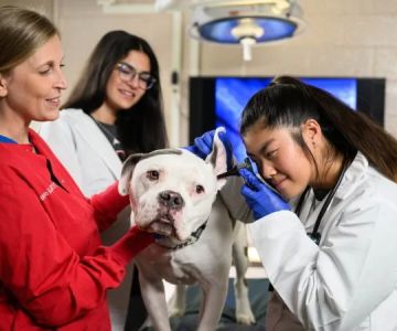 Does Rutgers Have a Veterinary Program? Exploring Veterinary Education Options at Rutgers